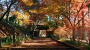 Das bunte Herbstlaub, auf Japanisch "Koyo", wird von Japanerinnen und Japanern bei einem traditionellen Herbstspaziergang bewundert.