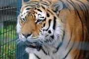 ARD/rbb PANDA, GORILLA & CO., TEIL 224, "Geschichten aus dem Zoo Berlin und dem Tierpark Berlin", am Montag (10.10.11) um 16:10 Uhr im ERSTEN. Sibirischer Tiger Darius (Zoo Berlin)