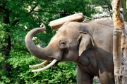 ARD/rbb PANDA, GORILLA & CO., TEIL 225, "Geschichten aus dem Zoo Berlin und dem Tierpark Berlin", am Dienstag (11.10.11) um 16:10 Uhr im ERSTEN. Elefantenbulle Victor