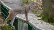 Ein wilder Luchs besucht das Luchsgehege im Wald. Ein Weibchen auf der anderen Seite des Zauns ist paarungsbereit.