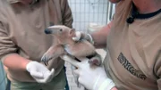 Das Tamandua-Baby im Frankfurter Zoo ist den Pflegern und der Tierärztin schon ans Herz gewachsen.