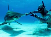 Forrest Galante Wearing His HECS suit touching a shark’s nose.