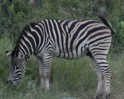 Zebra.