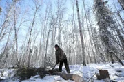 Nachdem er einen Baum gefällt hat, hackt Alex Javor das Holz in kleinere Stücke. (Nationial Geographic/Mike Fennell)