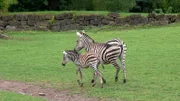 Zebrafohlen Lucia aus dem Opel Zoo Kronberg darf endlich raus auf die große Afrika-Savanne.
