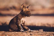 In einem Naturreservat in Zentral-Namibia kommt Lyca zur Welt, ein Afrikanischer Wildhund, von denen es nur noch wenige Tausend Tiere gibt.