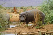 Im äußersten Nordosten Namibias fallen genügend Niederschläge, damit Flusspferde ausreichend Nahrung finden.