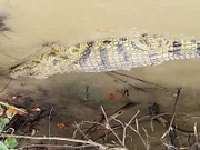 Krokodil im St. Lucia See, dem größten Wasserschutzgebiet Südafrikas.