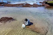 Nur bei Ebbe kommen die Austernfischerinnen an die Schalentiere unter den Felsen heran.