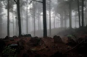 Der Kiefernwald ist eine der Vegetationszonen auf La Palma.