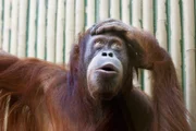 Orang-Utan im Dresdner Zoo Honorarfrei - nur fŸr diese Sendung bei Nennung ZDF und Steffen Junghans
