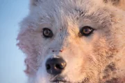 Nur wenige Tiere können in der eisigen Polarnacht überdauern und monatelang ohne Sonnenlicht auskommen. Die arktischen Wölfe gehören zu diesen Überlebenskünstlern.