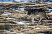Wanderwölfe legen auf ihrer Suche nach einem eigenen Territorium mehr als 1000 Kilometer zurück.