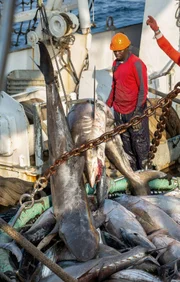 Die Crew der "Sea Shepherd" kontrolliert gemeinsam mit dem gabunischen Militär illegale Fischereiaktivitäten vor der Küste des Landes.