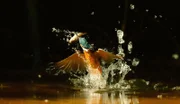 Ein Eisvogel erhebt sich nach einem erfolgreichen Tauchstoß mit seiner Beute aus dem Wasser - ein magischer Moment - sichtbar nur in Superzeitlupe.