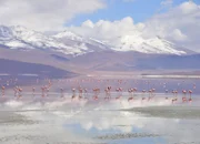 Flamingos an der Laguna Colorada, Bolivien.