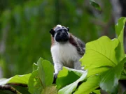 Ein typischer Bewohner Panamas: Der Geoffroy-Perückenaffe.