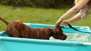 Bei einem Test zerlegt Staffordshire Terrier "Buddy" ein Planschbecken nach dem anderen.