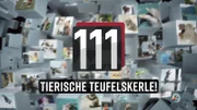 111 tierische Teufelskerle! - Logo