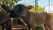 Diese Warzenschweinbabies wurden ohne Mutter aufgefunden.