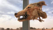 Makabre Dekoration: Zur Abschreckung hängen Australiens Farmer Dingo-Köpfe an die Grenzen ihrer Farmen.