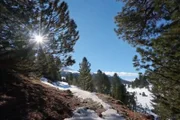 Wunderwelt Schweiz – Winterliches Graubünden  Erzählt von Max Moor – Film von Ulf Marquardt Arvenwald in Graubünden  Copyright: SRF/Ulf Marquardt