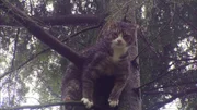Cat on a tree.