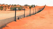 Es ist der längste ununterbrochene Zaun der Welt: Mehr als 5600 Kilometer Maschendrahtzaun – quer durch Australien, von der Südküste bis zur Ostküste. Der Dingozaun soll Australiens Wildhunde von den Schafen fernhalten.
