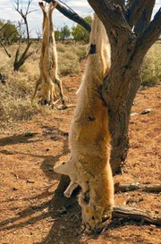Zur Abschreckung hängen Australiens Farmer die geschossenen Dingos in die Bäume auf ihrem Farmgebiet. Sie sind stolz auf jedes abgeschossene Tier.