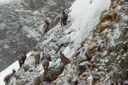 Wunderwelt Schweiz - Winterliches Graubünden
Erzählt von Max Moor - Film von Ulf Marquardt
Alpensteinböcke in Graubünden
SRF/Ulf Marquardt