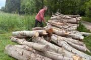 Holzseminar im Wald