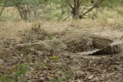 Ausgewachsene männliche Nilkrokodile können 4 Meter lang werden und wiegen bis zu 500 kg.
