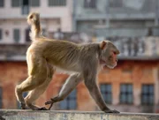 Der Anführer einer Rhesusaffen-Gruppe in Jaipur. Das Alphamännchen herrscht über ein Stadtviertel. Alles, was er und seine Bande zum Leben brauchen, stehlen sie überwiegend auf den Märkten.