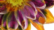 Makroaufnahme eines Farbwechsels von Blütenpigmenten.