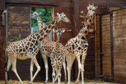 Giraffen im Leipziger Zoo.