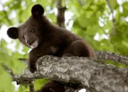 Junge Asiatische Schwarzbären flüchten in die sichere Höhe der Baumwipfel, wenn sie von Tigern gejagt werden.