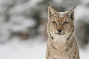 Nahaufnahme eines Eurasischen Luchses (Lynx lynx) im Schnee