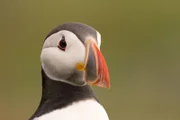 Großbritanniens Küstenstreifen und Inseln beherbergen eine unglaubliche Vielfalt an Tieren -– etwa die farbenfrohen Papageientaucher, die vor allem auf der kleinen Inselgruppe Farne Islands zu beobachten sind.
