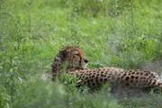 A leopard lying in a field