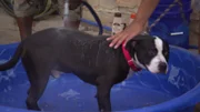 Bathing a stray dog.