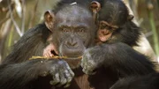 Dem kleinen Schimpansen ist seine Verunsicherung anzusehen. Aufgrund von Trockenheit und Hitze sind viele Erwachsene gereizt – und das bekommen auch die Jungen zu spüren.; Genau beobachtet das Schimpansenkind, wie seine Mutter mit einem Stöckchen Termiten aus dem Bau angelt. (Schimpansen sind für ihren Werkzeuggebrauch bekannt. Es gibt sogar regionale Unterschiede, die von Generation zu Generation weitergegeben werden.)