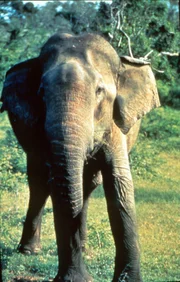 Eine Elefantenkuh.