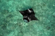 Die Malediven: Der Archipel im Indischen Ozean ist ein Sehnsuchtsziel für Urlauber und Heimat einer einzigartigen Unterwasserwelt. Dazu zählen auch die legendären Mantarochen.