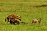 Begrüssungsritual bei den Hyänen – Man beschnüffelt gegenseitig die Genitalien.