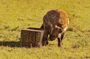 Eine Hyäne namens Gumbie nähert sich dem verschlossenen Käfig, in dem ein Stück Ziegenfleisch liegt.