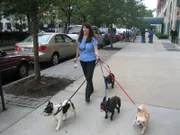Die New Yorkerin Lynn ist ein richtiger Hundenarr. Sie besitzt gleich ein ganzes Hunderudel. Nur Hündin Tallulah bereitet ihr große Sorgen ...