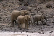 In der Trockenzeit graben Elefanten im Flussbett nach Wasser.