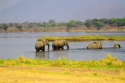 Auf ihren Wanderungen durchqueren Elefanten den Oberlauf des Sambesi.