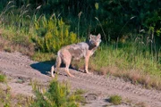 Wildlebender Wolf in Ostdeutschland: Die Rückkehr der Wölfe nach Deutschland ist ein großer Erfolg für den Artenschutz und zugleich eine enorme Herausforderung.