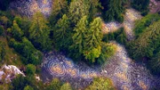 Unterirdisches Kommunikationsnetzwerk des deutschen Waldes